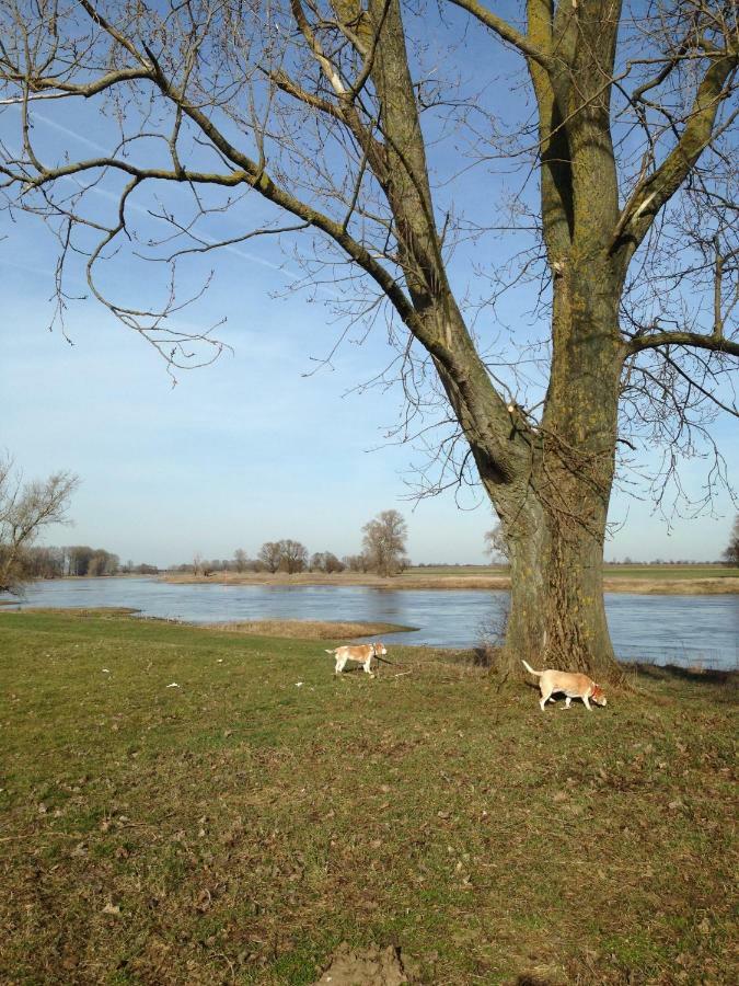 An Den Elbwiesen Gaestezimmer "Weissstorch" Nur Nichtraucher Dommitzsch Exteriör bild
